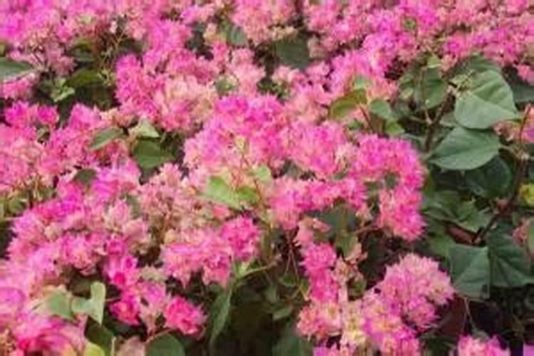 三角梅花期后怎么养护复花快