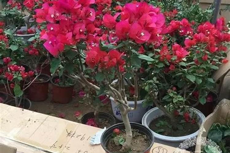 三角梅如何正确控水和施肥