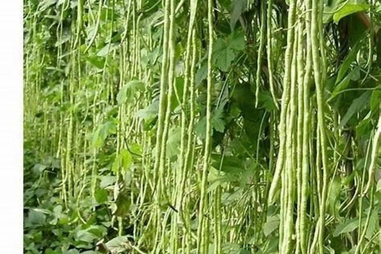 水溶肥怎么样使用效果最好？