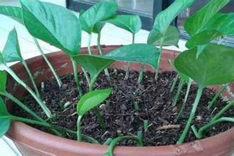 红薯怎么施肥能达到高产(种植扦插红薯高产追肥技术)
