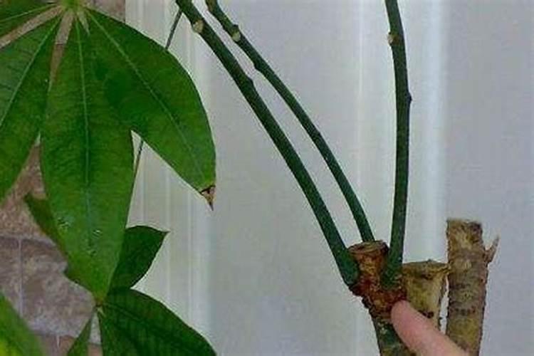 发财树能喷磷酸二氢钾叶面肥吗？