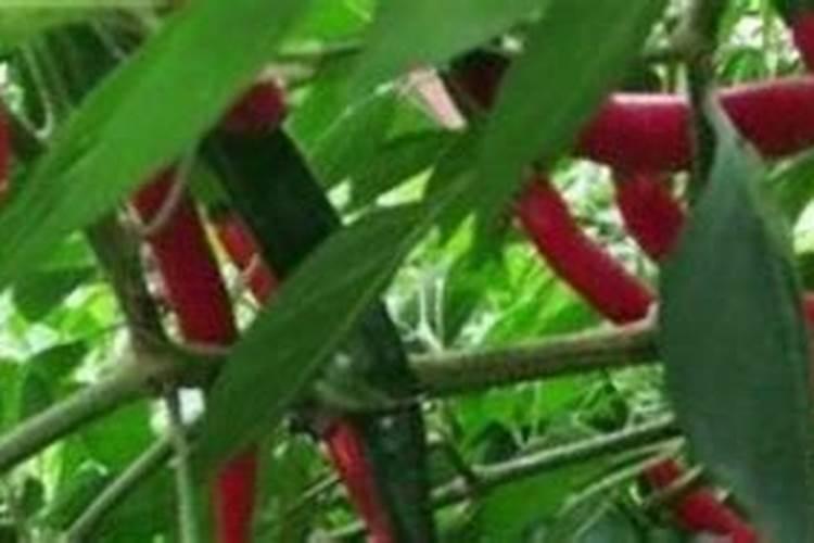 辣椒种下去几天可以施肥