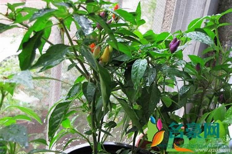辣椒反季节种植技术,附施肥方案