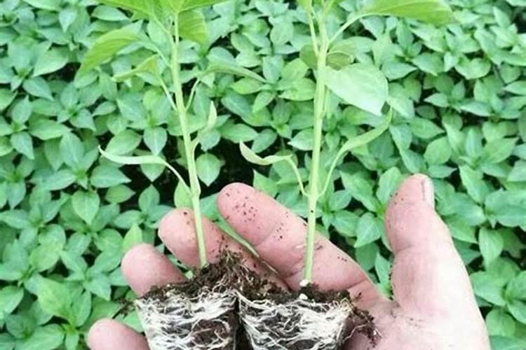 中药材专用叶面肥什么牌子的好？地黄追肥用那种肥料好,壮根肥什么时候施...