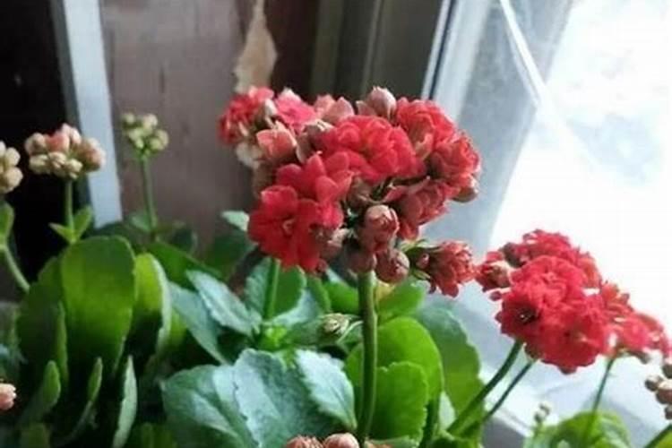 长寿花的花开得小,需要施什么肥？