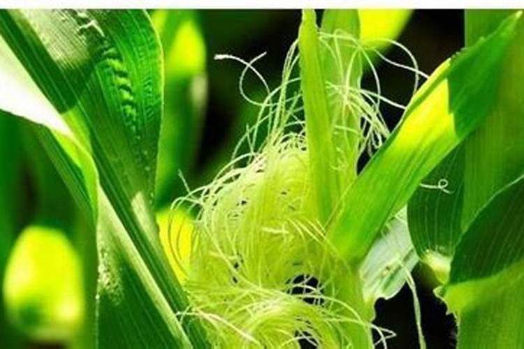 玉米抽雄和吐丝相差多少天