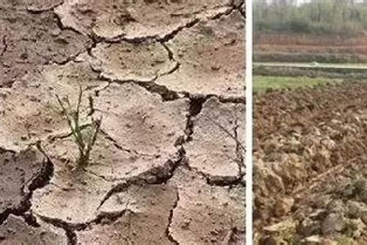 钾肥过量有什么危害科学施肥