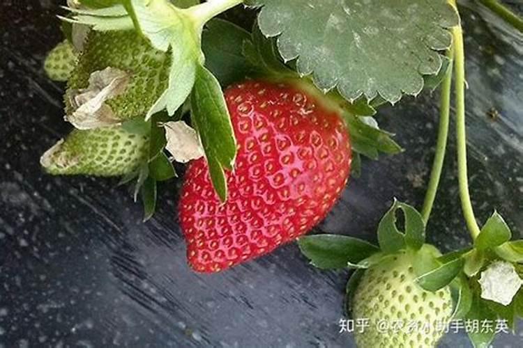 种植草莓需要什么肥料 种植草莓用什么肥料最好