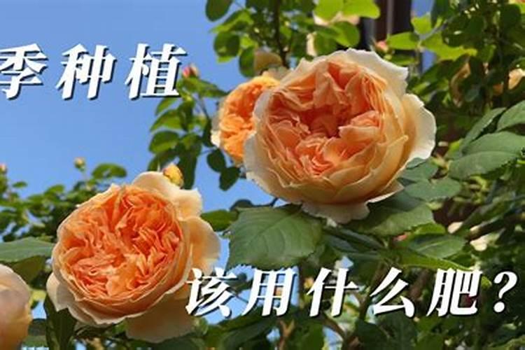 月季花施肥方法怎样给月季花施肥