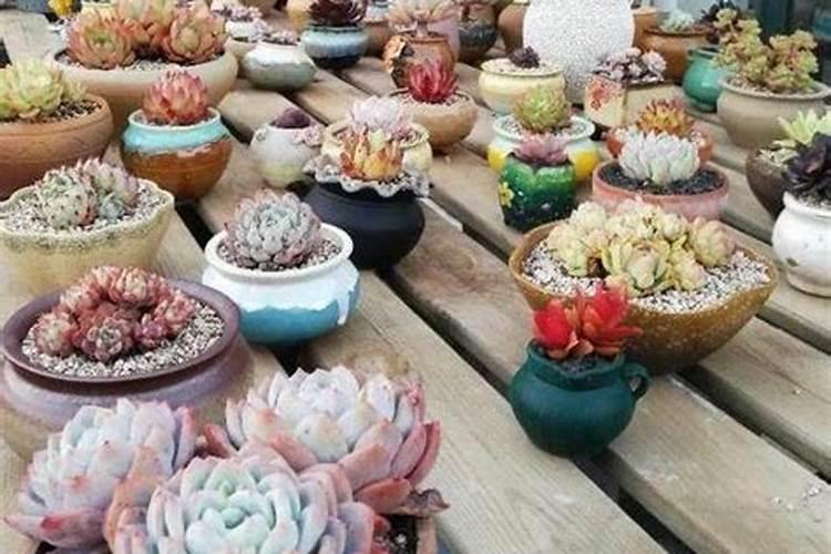 锌肥不能和什么混用叶面喷施