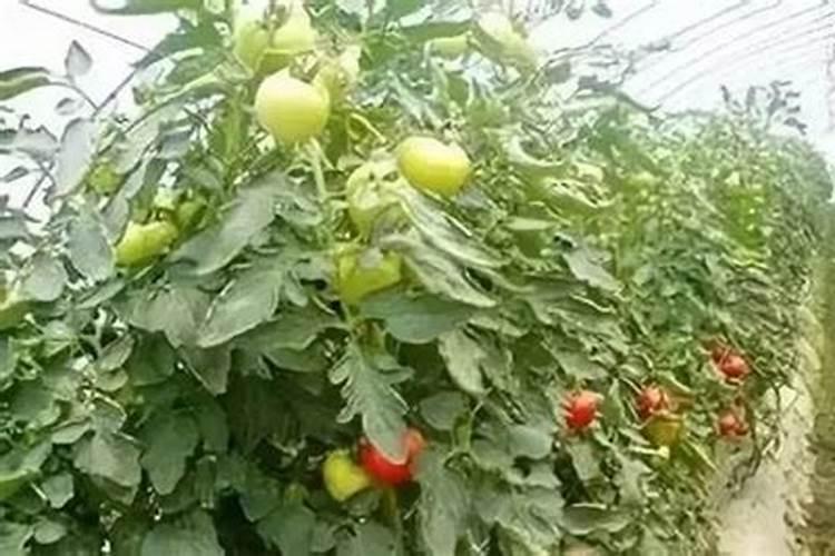 赤霉素与芸苔素哪个好