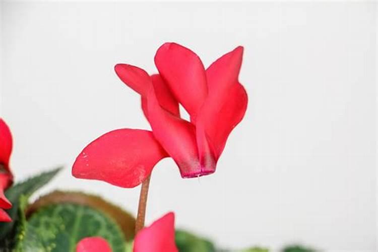 仙客来施肥多了怎么办,开花期可以施肥吗