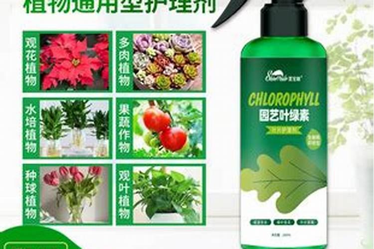 姜的营养价值及作用