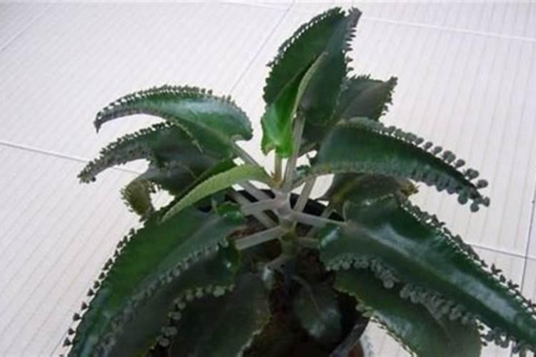 茶树肥料能用作油菜肥料吗？