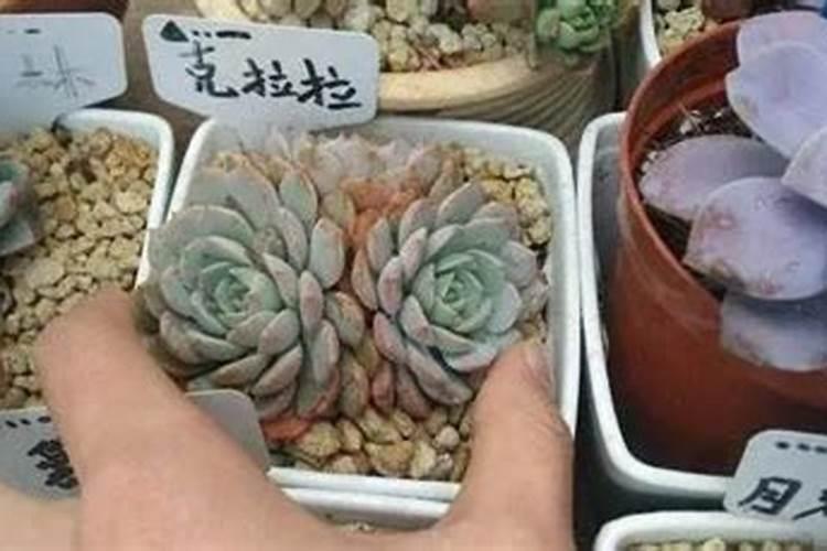 多肉施肥用什么肥料,如何给多肉施肥