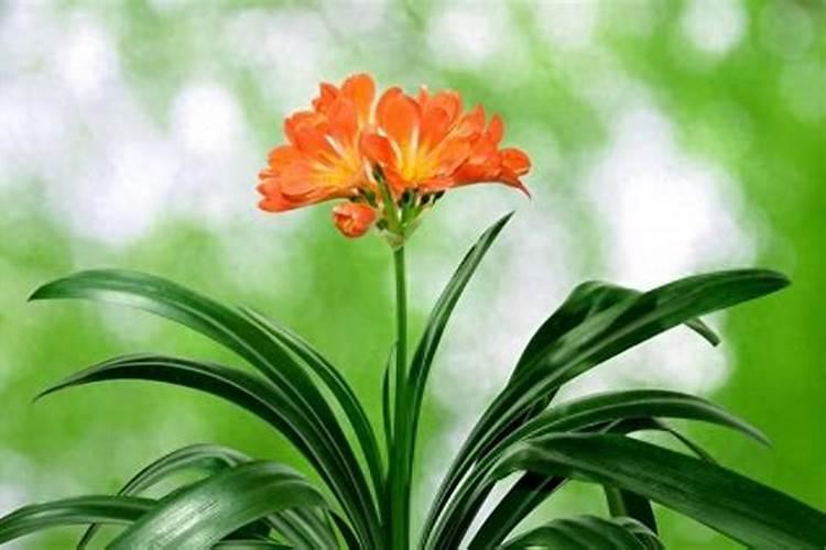 花生叶片发黄会影响花生的产量,花生黄叶的原因及防治方法是什么？