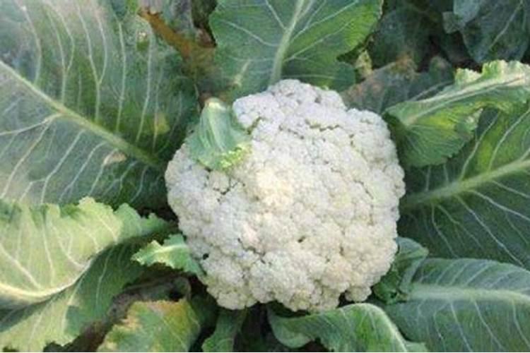 花椰菜老空茎是咋回事