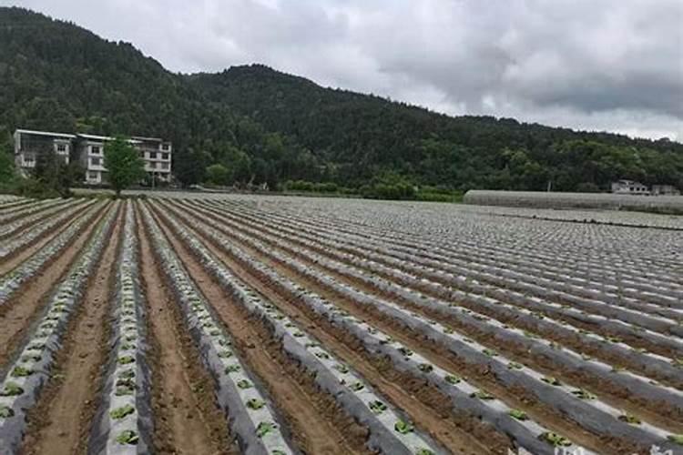 烟草复合肥的氮磷钾比例是多少？四川宜宾当地烤烟移栽的基肥有哪些量是...