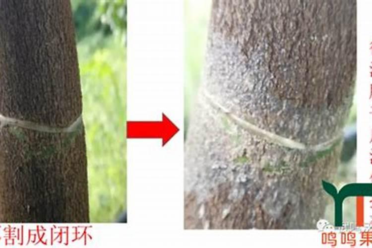 沃柑第三年挂果施肥方案是什么