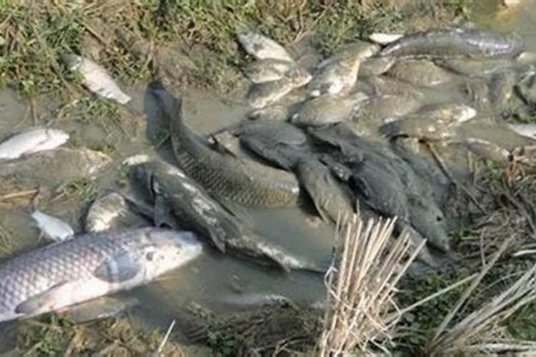 鱼死了可以埋土里当肥料吗