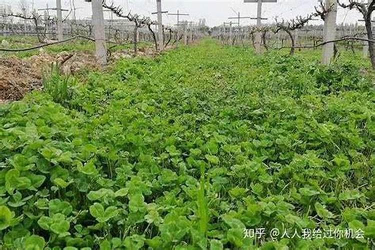 三叶草怎么种
