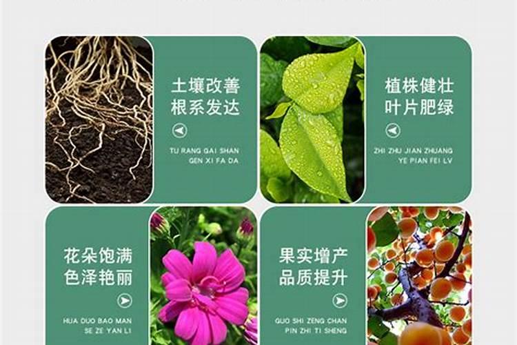 兰花要施什么肥？具体方法