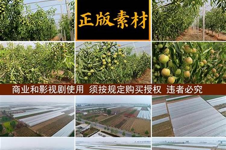 冬枣生长过程中为什么落果 预防措施是什么