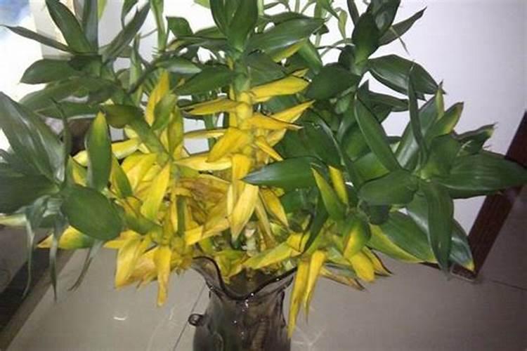 芸苔素内酯啥时候用