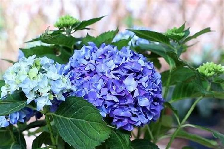 绣球花夏季怎么养