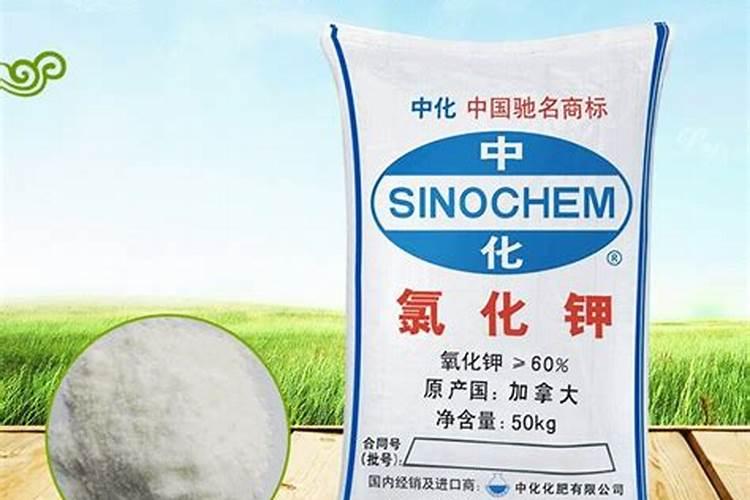 种树用什么样的化肥