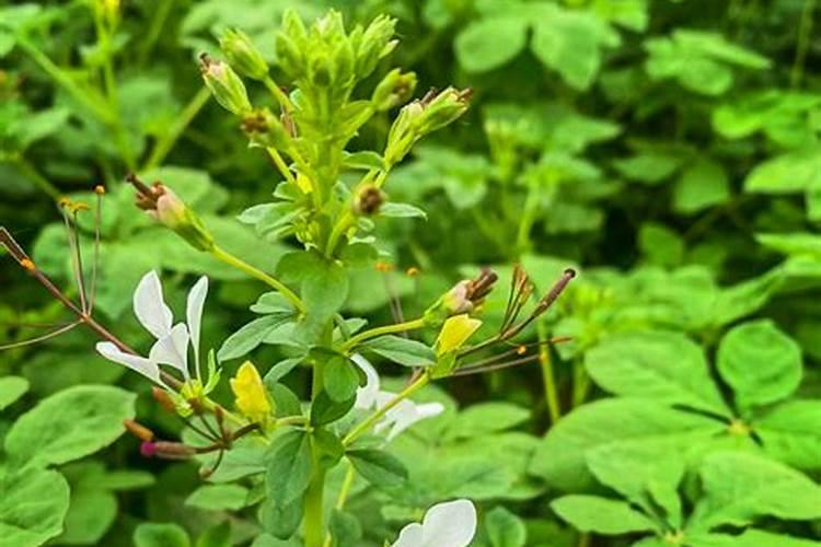 在农村种植白花菜,要注意什么？有哪些技术要点？