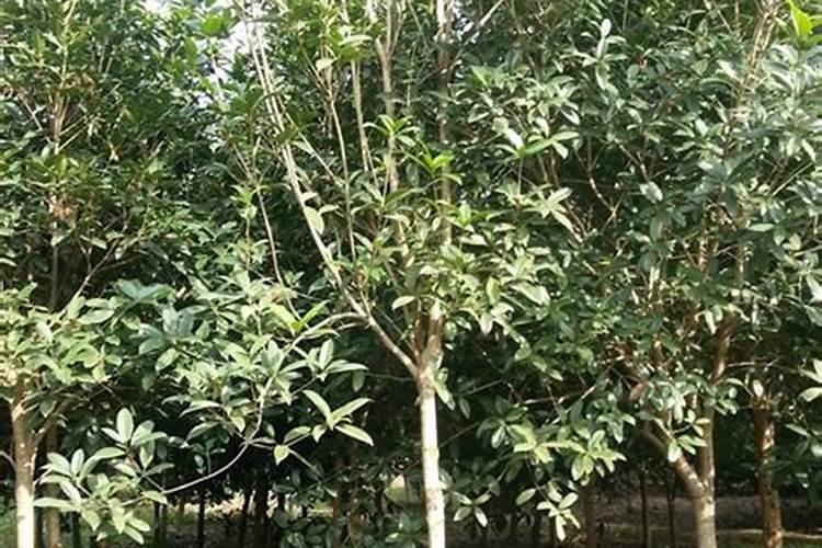 桂花如何施钾肥