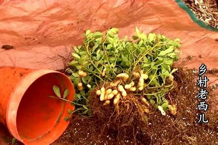 花生什么时候施肥