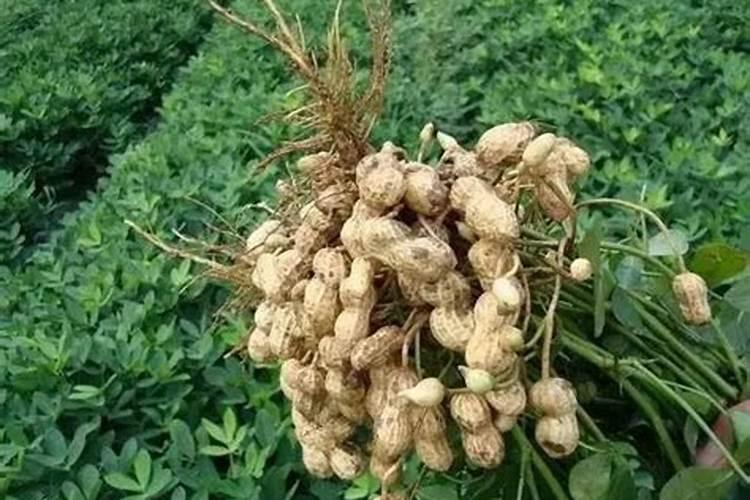 种花生一般几天一浇水 施什么肥比较好