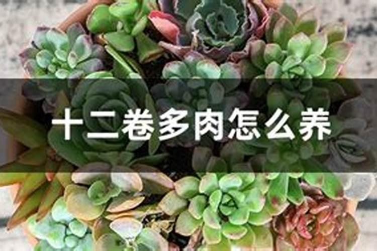 棉花打什么叶面肥好