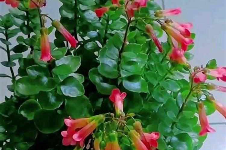 大棚蔬菜应如何正确施用冲施肥