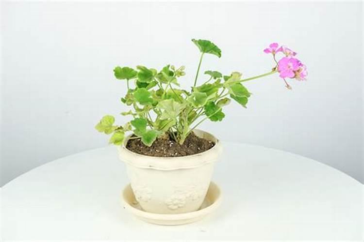 油菜用什么肥料好？