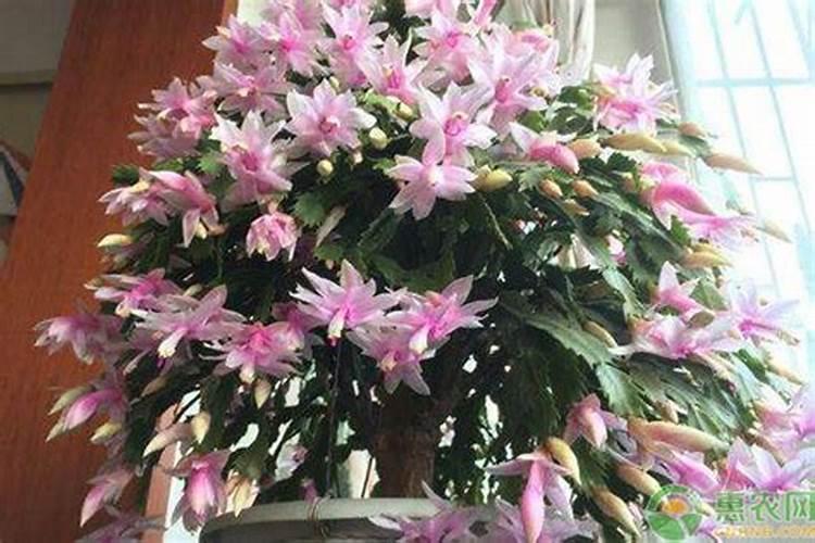 蟹爪兰花雷期怎样施肥