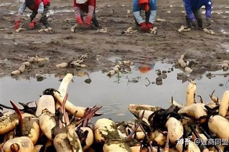 栽培下列各组植物时,应适当多施磷肥的一组是( )A.菠菜、白菜B.花生...