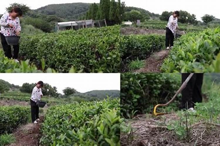 茶叶树怎么施肥