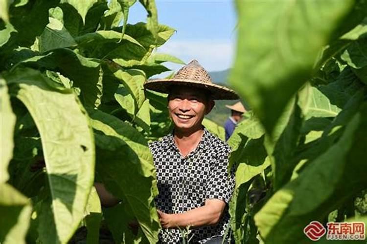 化肥排行榜(中国化肥前50排名)