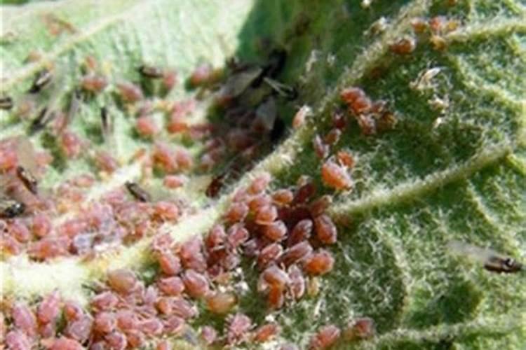 溴氰菊酯4毫升可以跟叶面肥一起用吗？