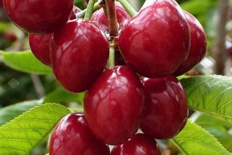 大樱桃施哪种肥料可增大果个？