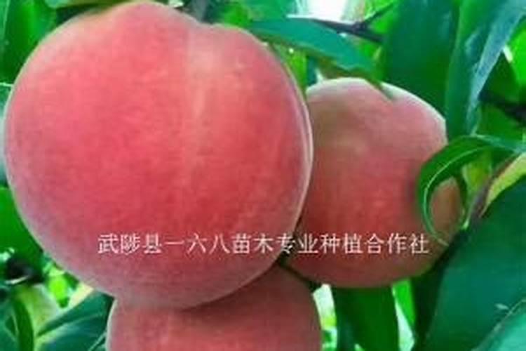 果树专用肥有什么推荐？