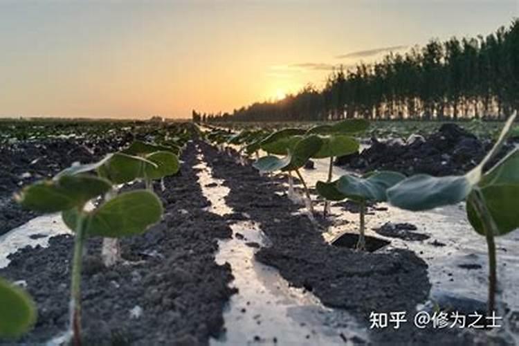 棉花每个生长周期的施肥方案 施肥用一铵还是用二铵