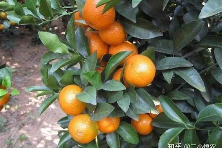 沙糖桔该几月份放钾肥 如何做好种植管理