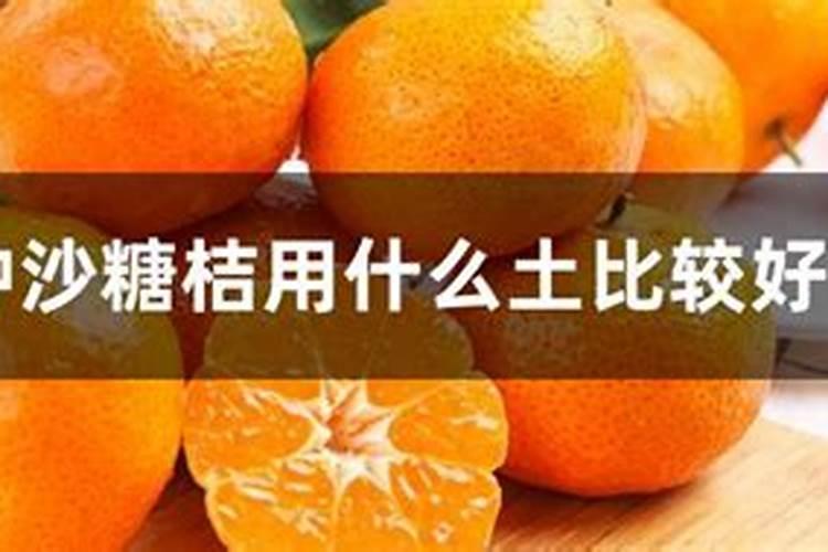沙糖桔用什么肥料