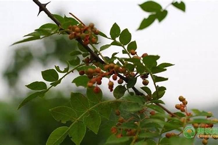 水溶肥在花椒上的效果