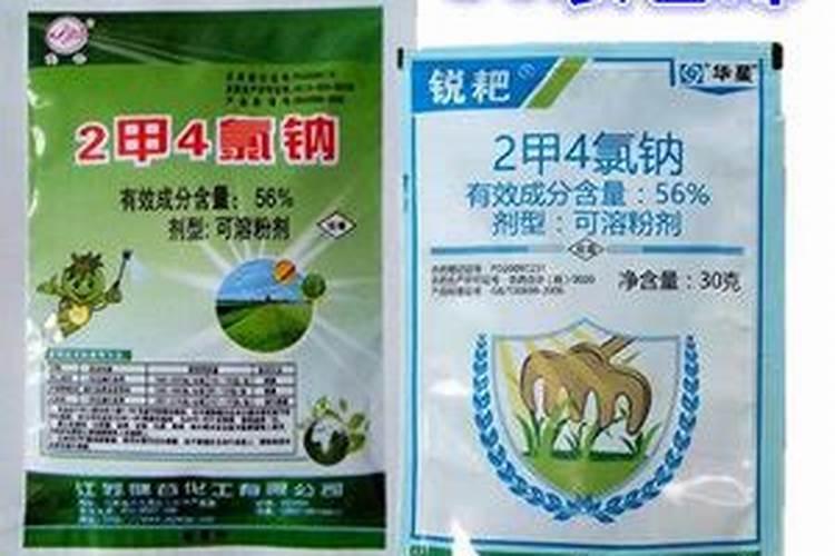 牵牛花施肥什么肥料好