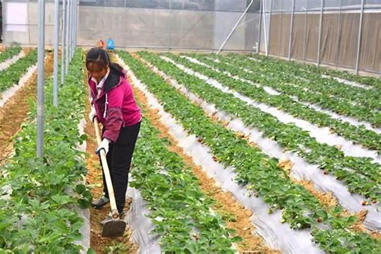 种植草莓需要什么肥料种植草莓用什么肥料最好